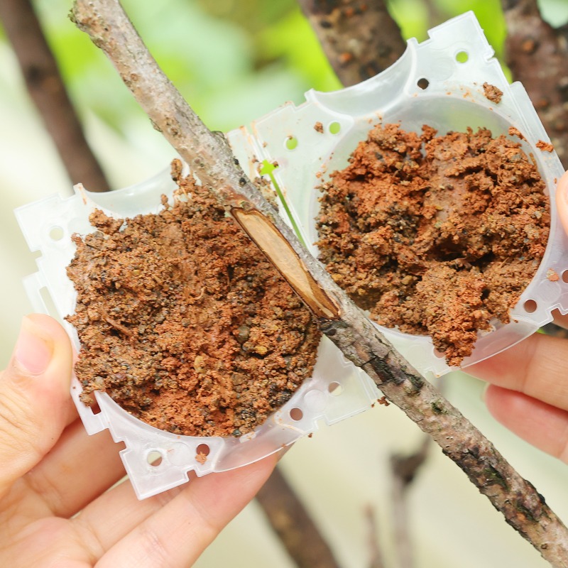 Reusable Plant Rooting Ball Gr - Plant Parents ulasan dan harga