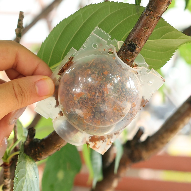 Air Layering Pods Plant Rootin - Plant Parents ulasan dan harga
