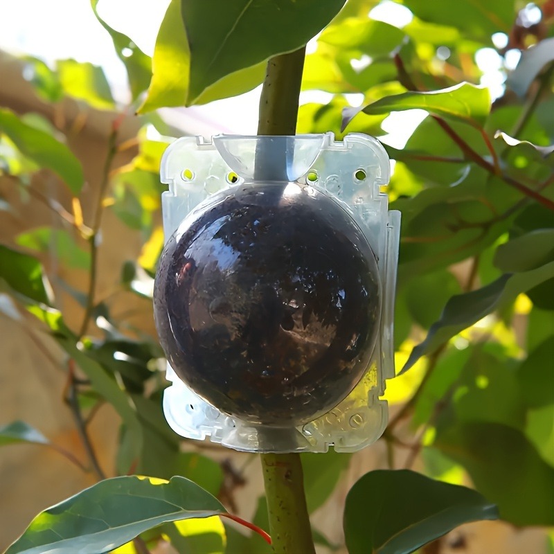10pcs Plant Propagation Box Se - Plant Parents ulasan dan harga